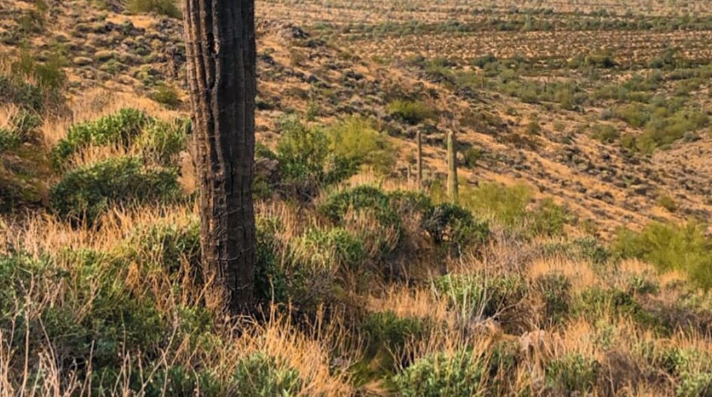 Got to enjoy a hike this morning and this lone cactus was just off the trail.