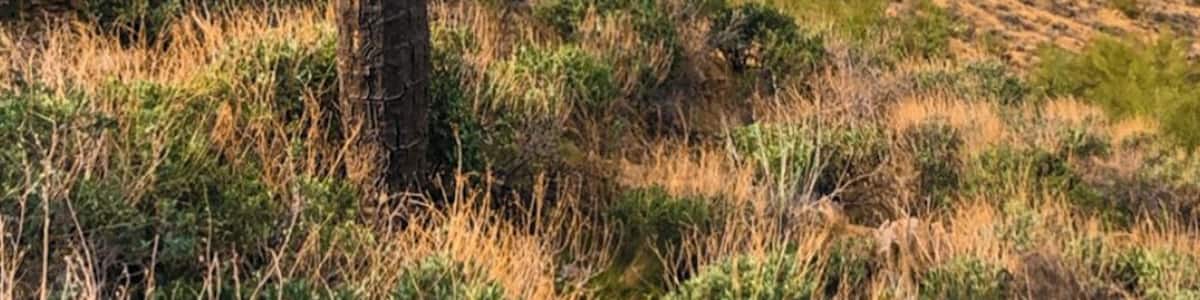 Got to enjoy a hike this morning and this lone cactus was just off the trail.