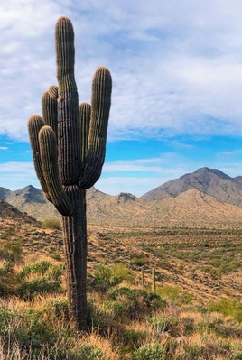 Got to enjoy a hike this morning and this lone cactus was just off the trail.