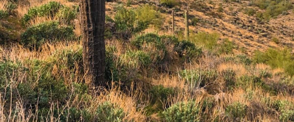 Got to enjoy a hike this morning and this lone cactus was just off the trail.