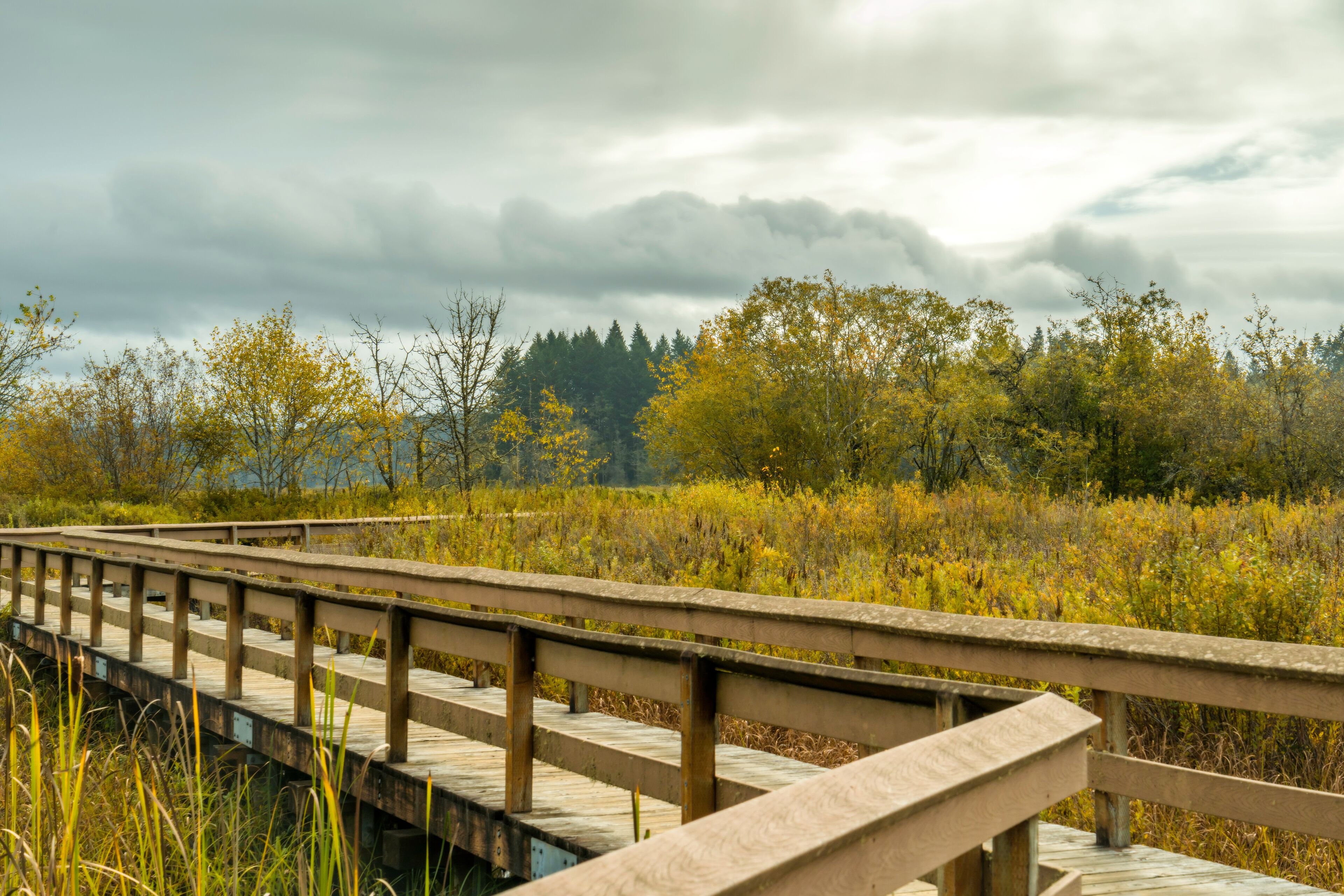 Boardwalk in Silver Lake Castle Rock Wetland in Cowlitz County Boardwalk, Washington Mt St Helens Visitor Center
