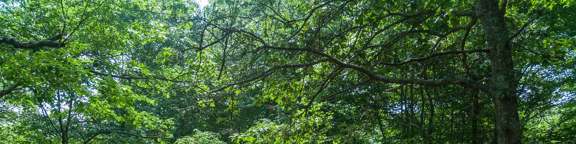 A forested path with dense green foliage and trees.