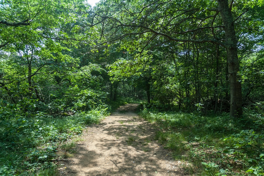Ein von dichtem Grün und Bäumen gesäumter Waldpfad.