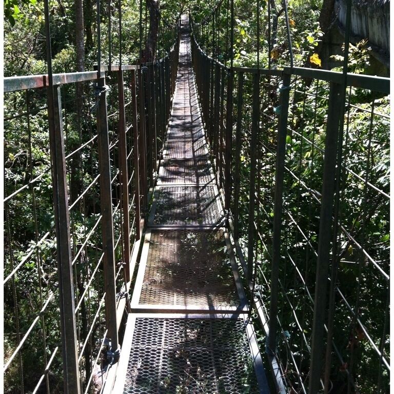 A suspension bridge surrounded by dense forest.