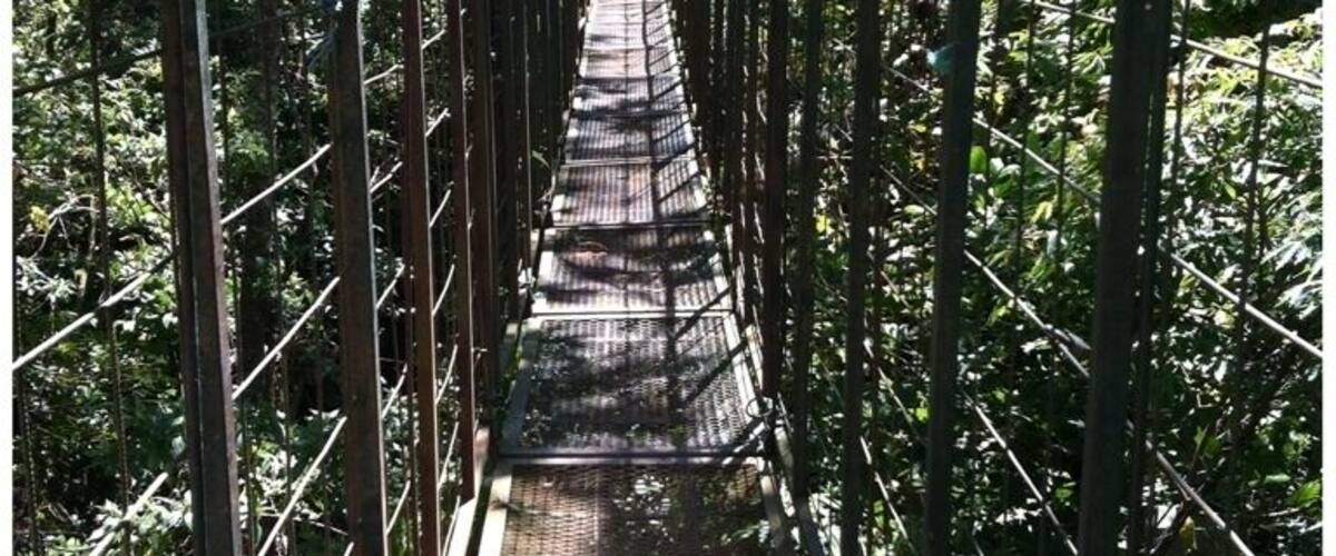 A suspension bridge surrounded by dense forest.
