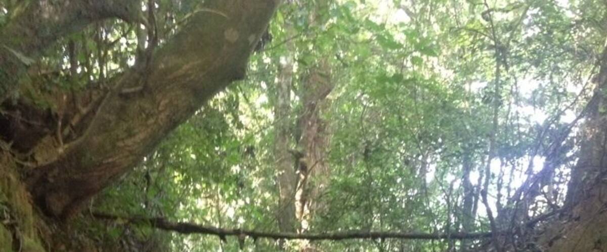 Do I ever get tired of trailrunning? NOPE - infinite possibilities