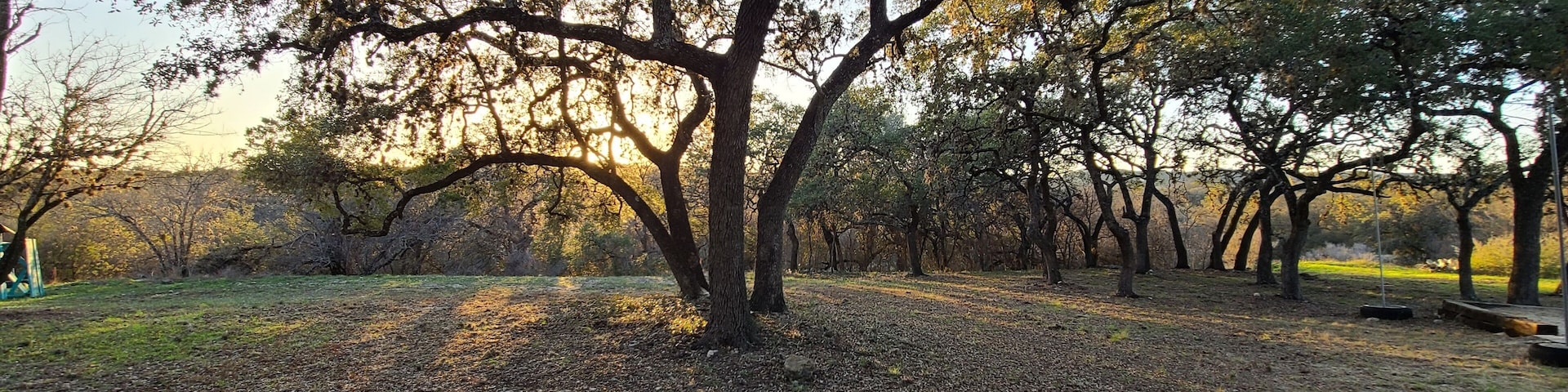 A park with a large tree and a swing set.