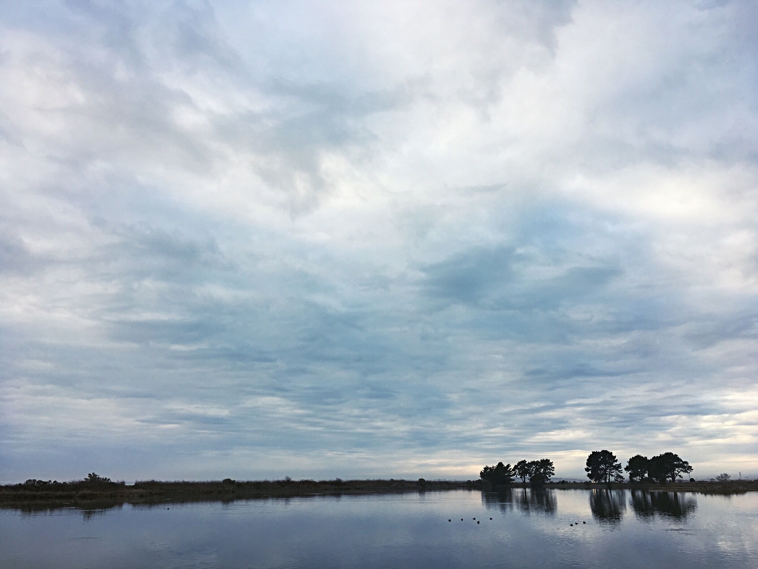 View from one of the marsh trails