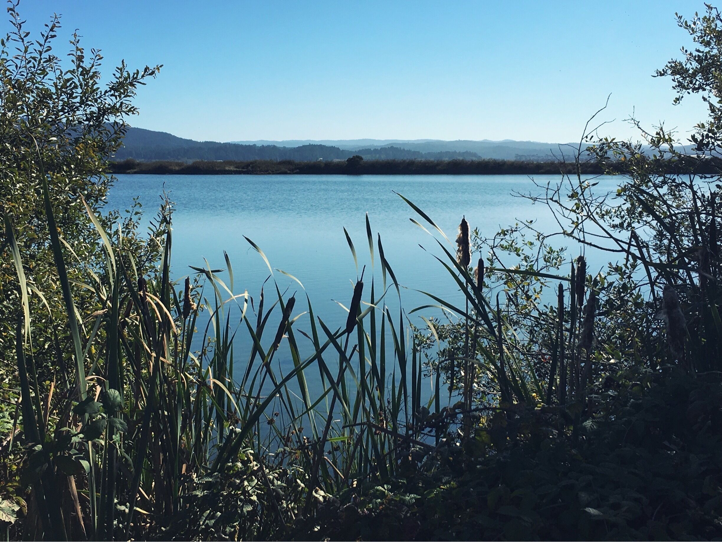 Klopp Lake at Arcata Marsh in Arcata, California