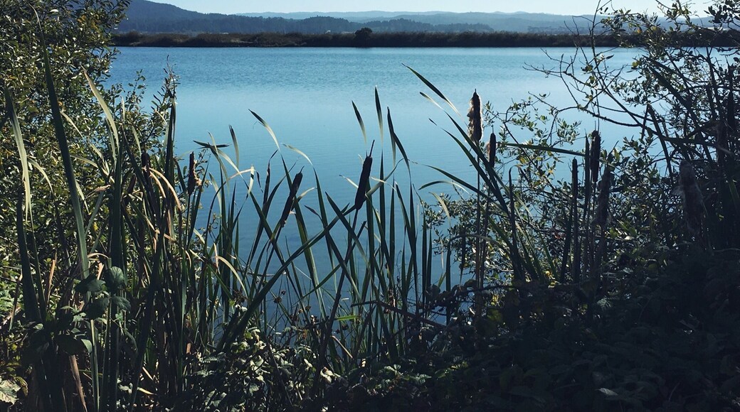 Klopp Lake at Arcata Marsh in Arcata, California