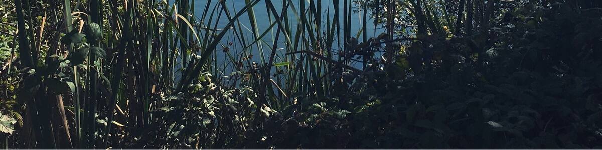 Klopp Lake at Arcata Marsh in Arcata, California
