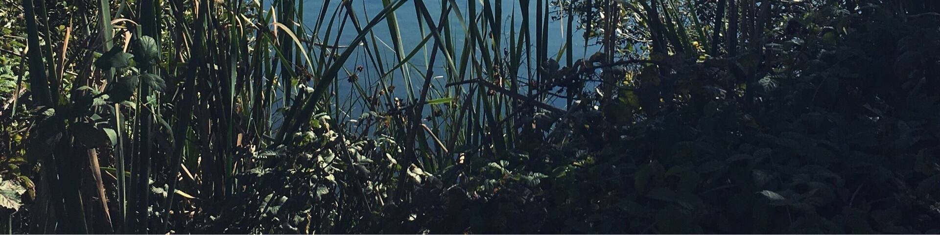 A calm lake surrounded by tall grasses and trees, with a clear sky and distant hills.