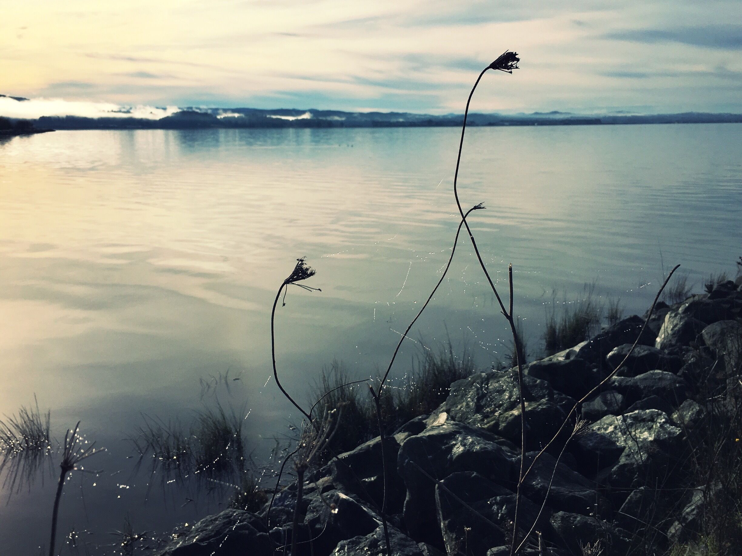 Arcata Marsh & Wildlife Sanctuary is home to migratory birds and constructed wetlands, the latter treating wastewater from the city of Arcata. A log of recent bird sightings is kept in the interpretive center.

The trails along the marsh have views of ponds and Humboldt Bay. This view is looking southeast over Humboldt Bay towards Bayside.