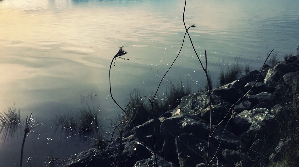 Arcata Marsh & Wildlife Sanctuary is home to migratory birds and constructed wetlands, the latter treating wastewater from the city of Arcata. A log of recent bird sightings is kept in the interpretive center.
The trails along the marsh have views of ponds and Humboldt Bay. This view is looking southeast over Humboldt Bay towards Bayside.
