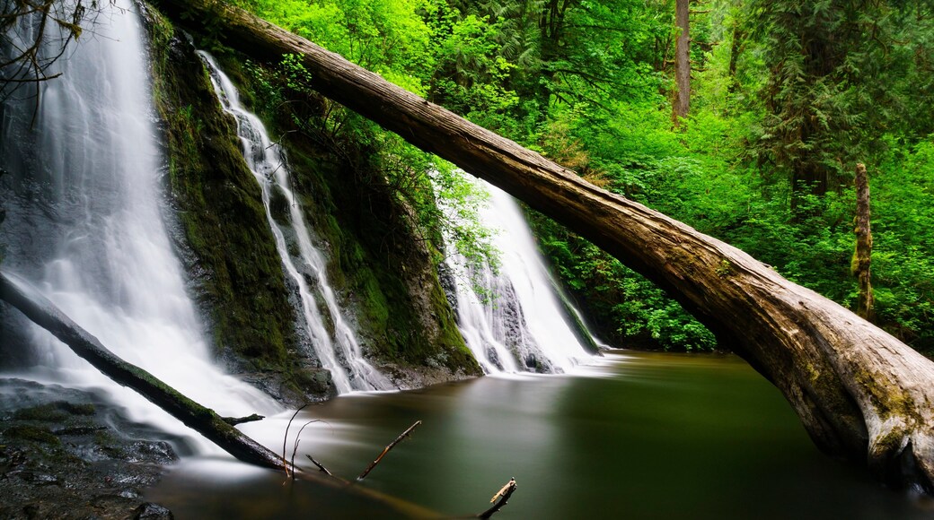 Waterfall in the Forest