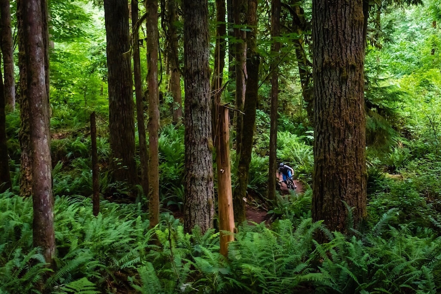 Mixing a little #woodlandphotography and #mountainbiking. Can you find the mountain biker?
#findwaldo