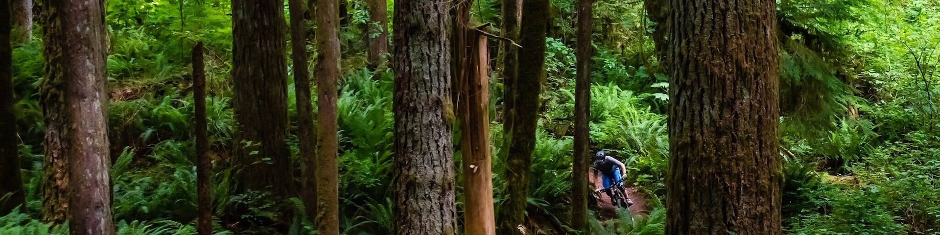 Mixing a little #woodlandphotography and #mountainbiking. Can you find the mountain biker?
#findwaldo