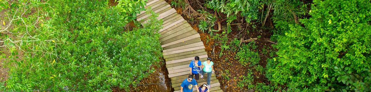 Pulau Ubin showing hiking or walking, rainforest and tropical scenes
