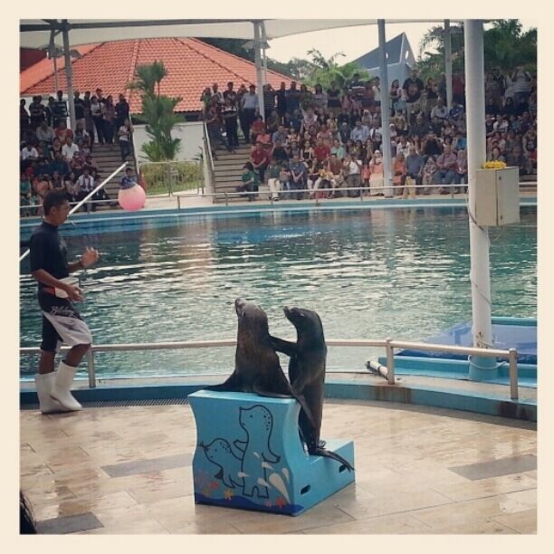 at underwater world and dolphin lagoon sentosa.. they are so cute  :)
