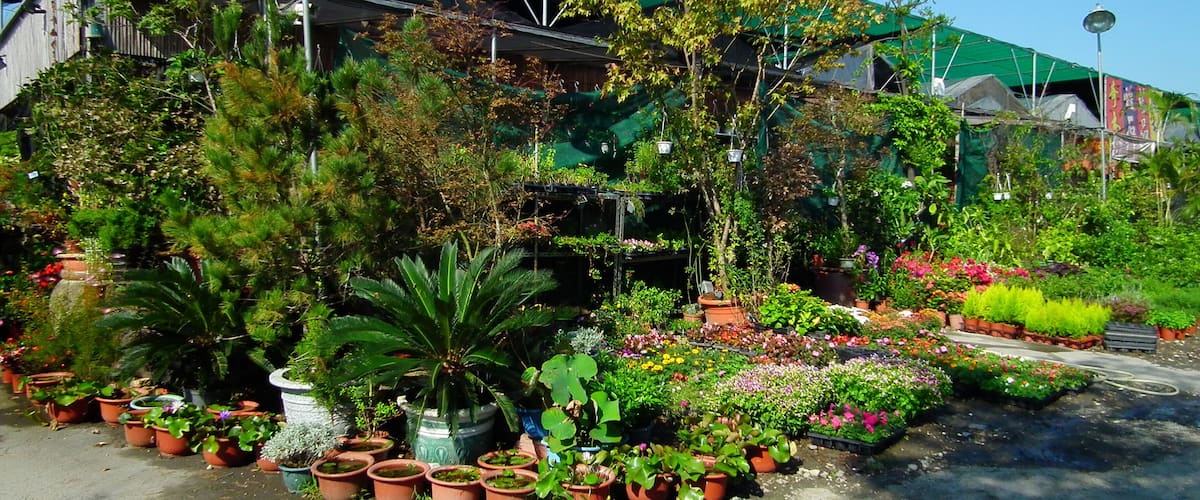 Xinzhuang Zhonggang Flower Market 新莊中港花市