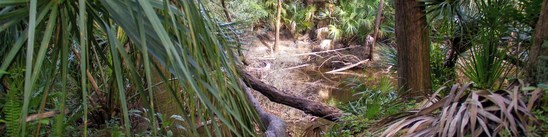 This well-known 160-acre site has became a popular camping, hiking, and swimming spot. In addition to a clear cool spring providing 72 degree water to the Alafia River you will find diverse plant life, river cypress swamps, wonderful campsites, plenty of picnic areas, and activities for kids of all ages.