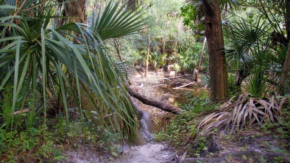This well-known 160-acre site has became a popular camping, hiking, and swimming spot. In addition to a clear cool spring providing 72 degree water to the Alafia River you will find diverse plant life, river cypress swamps, wonderful campsites, plenty of picnic areas, and activities for kids of all ages.