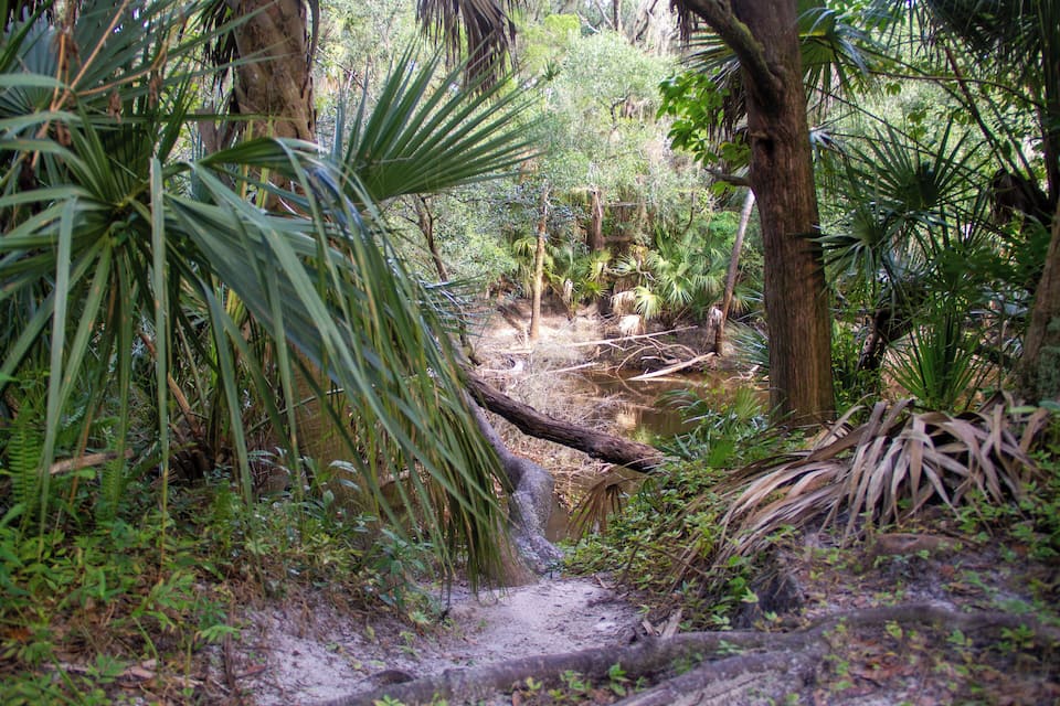 Zona boscosa con un sendero de tierra, palmeras y un árbol caído sobre un arroyo.