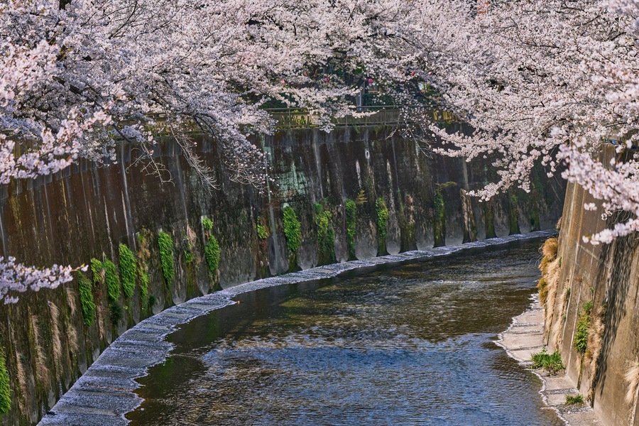 Cherry Blossoms in Full Bloom Along Shakujii River, Itabashi, Tokyo