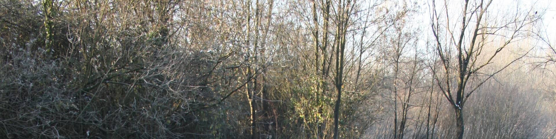 Parco Nuove Gemme, Spinea