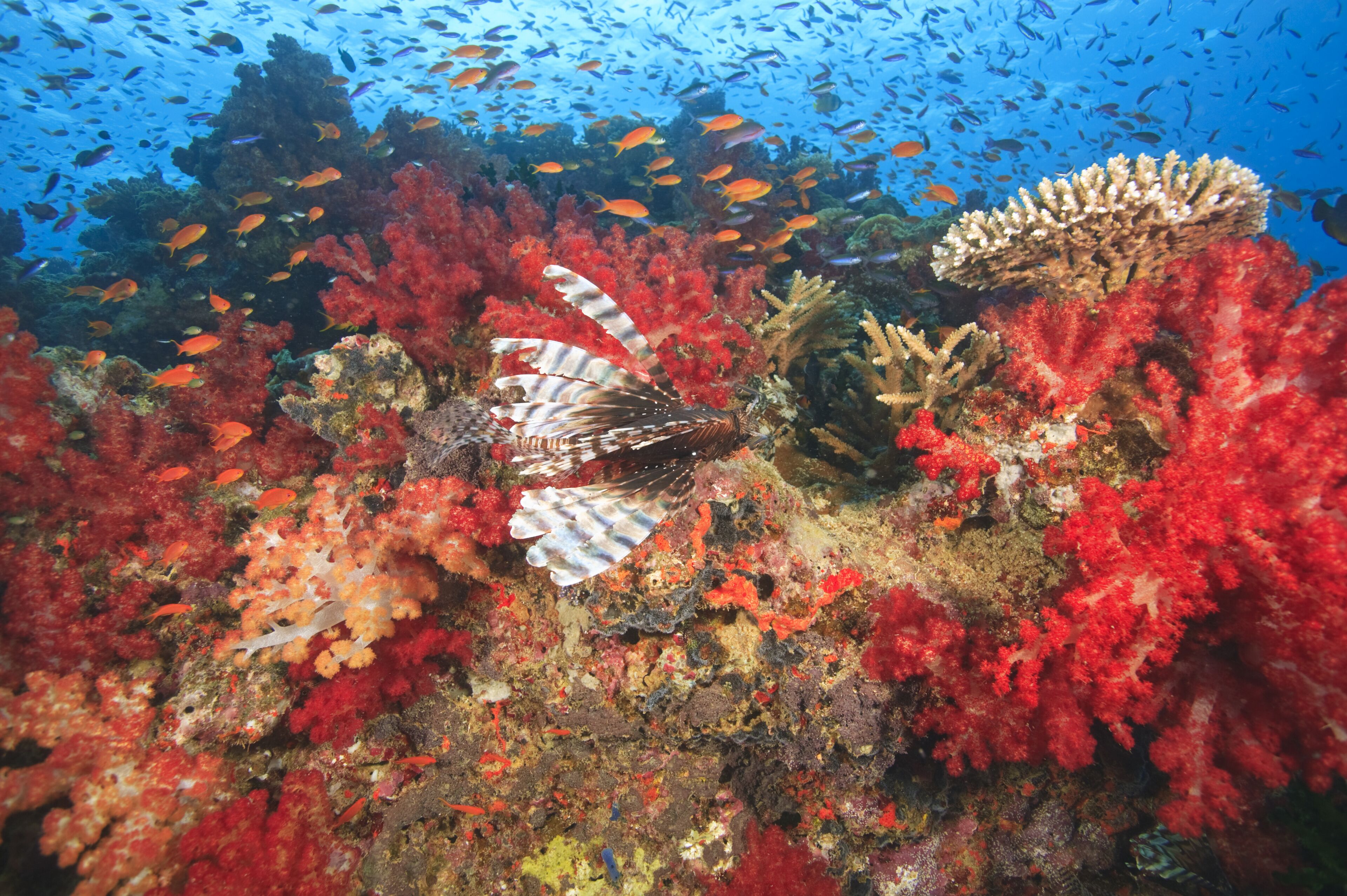 A lionfish among vibrant red coral and diverse fish species in an underwater scene.