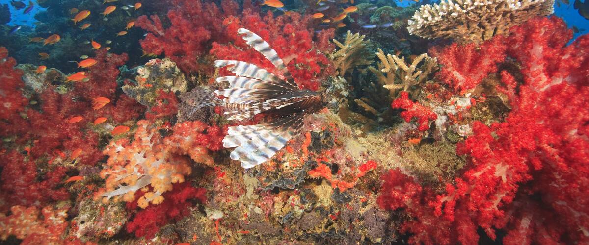 A lionfish among vibrant red coral and diverse fish species in an underwater scene.