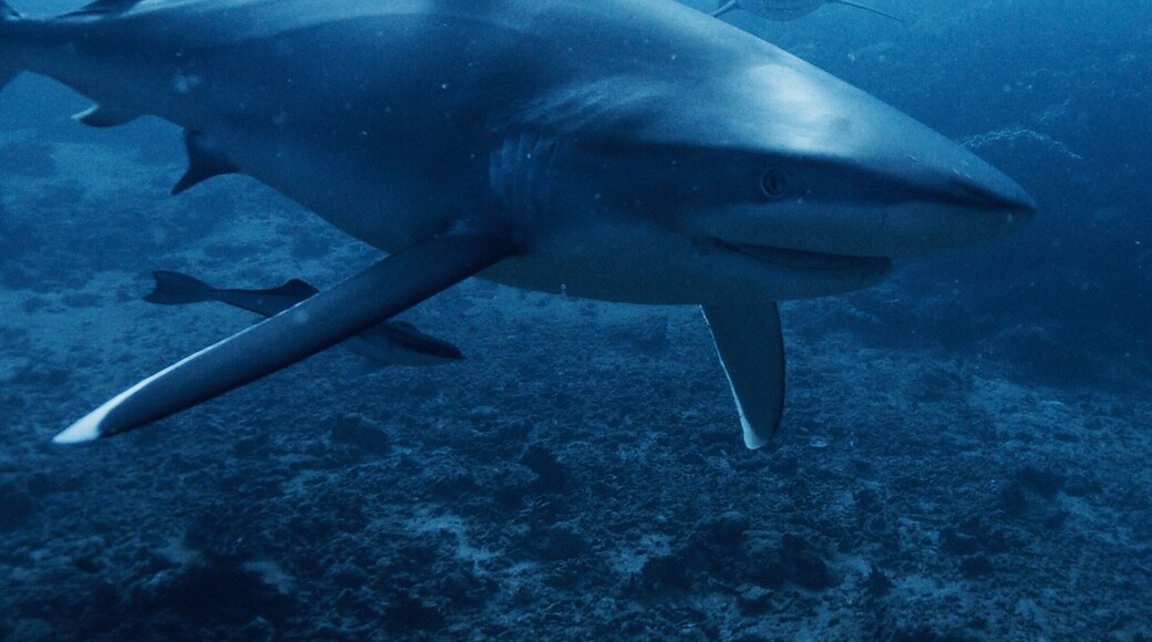 Silver tipped reef shark looking for leftovers.