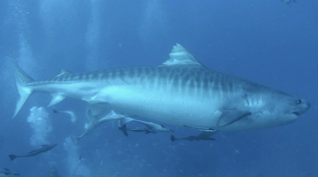 I was lucky enough to dive with this magnificent tiger shark in Beqa Lagoon, Fiji. Probably a once in a lifetime experience. May 2014.