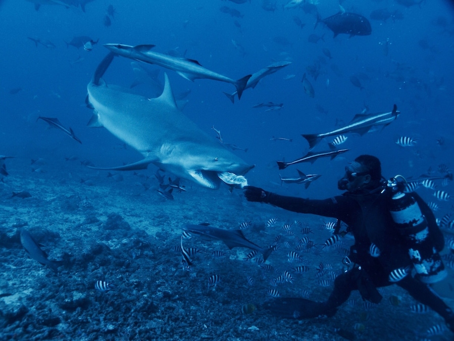 Feeding bull sharks at Beqa Lagoon. It's an underwater frenzy guaranteed to get your heart rate up.