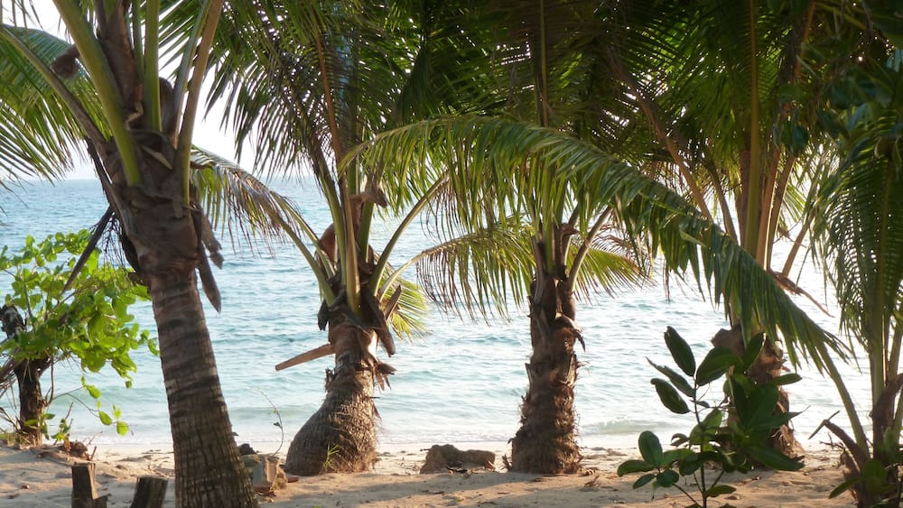 A sandy beach with palm trees and the ocean in the background.
