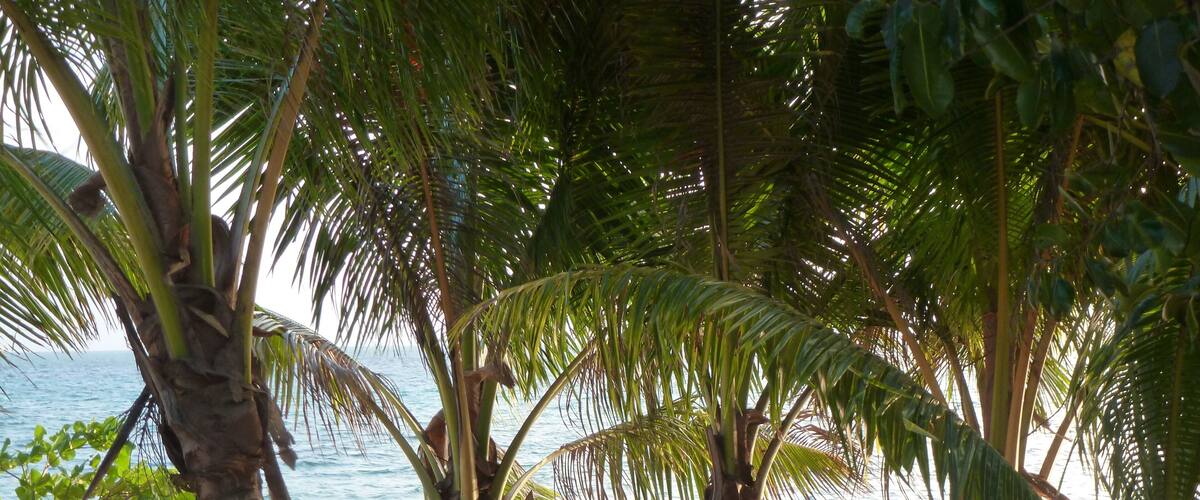 Breathtaking tropical beach with turquois water and palm trees, Viti Levu, Fiji