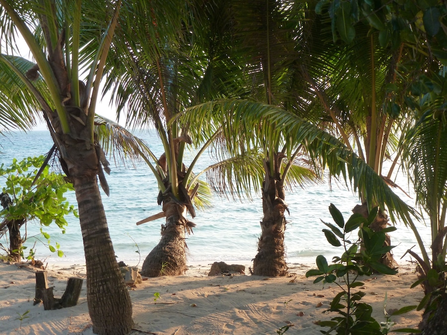 A sandy beach with palm trees and the ocean in the background.