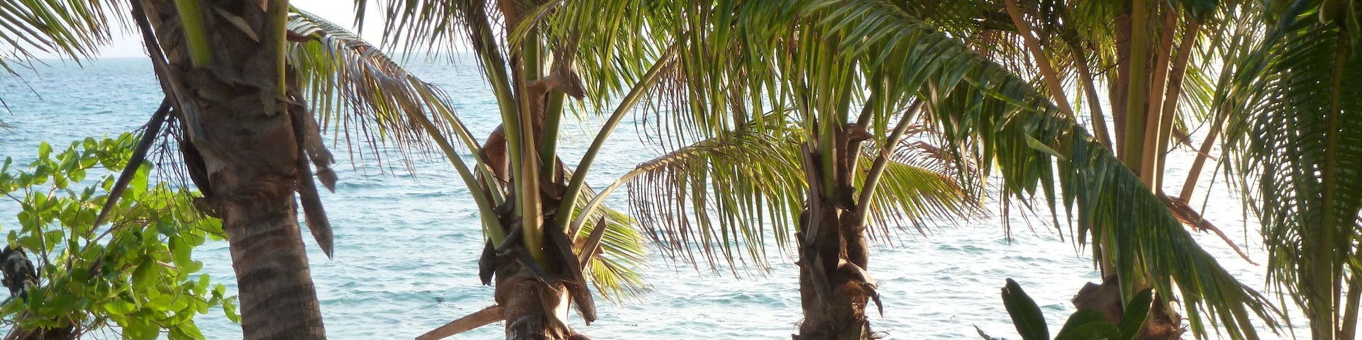 Una playa arenosa con palmeras y el océano al fondo.