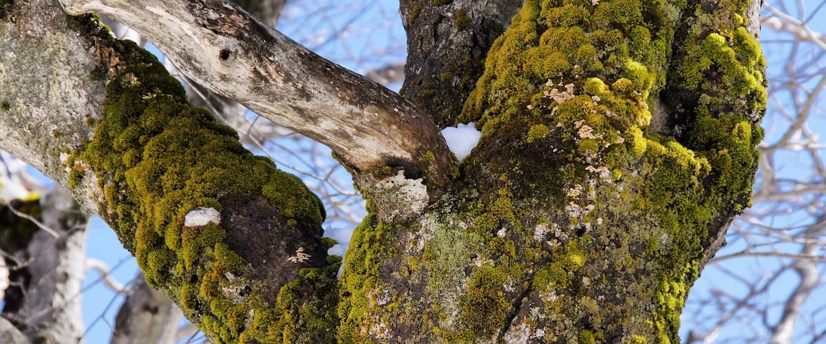 Some amazing mosses on the trees close to the summit! Bryophytes and lichens are often the only green to light up a wintery landscape #green