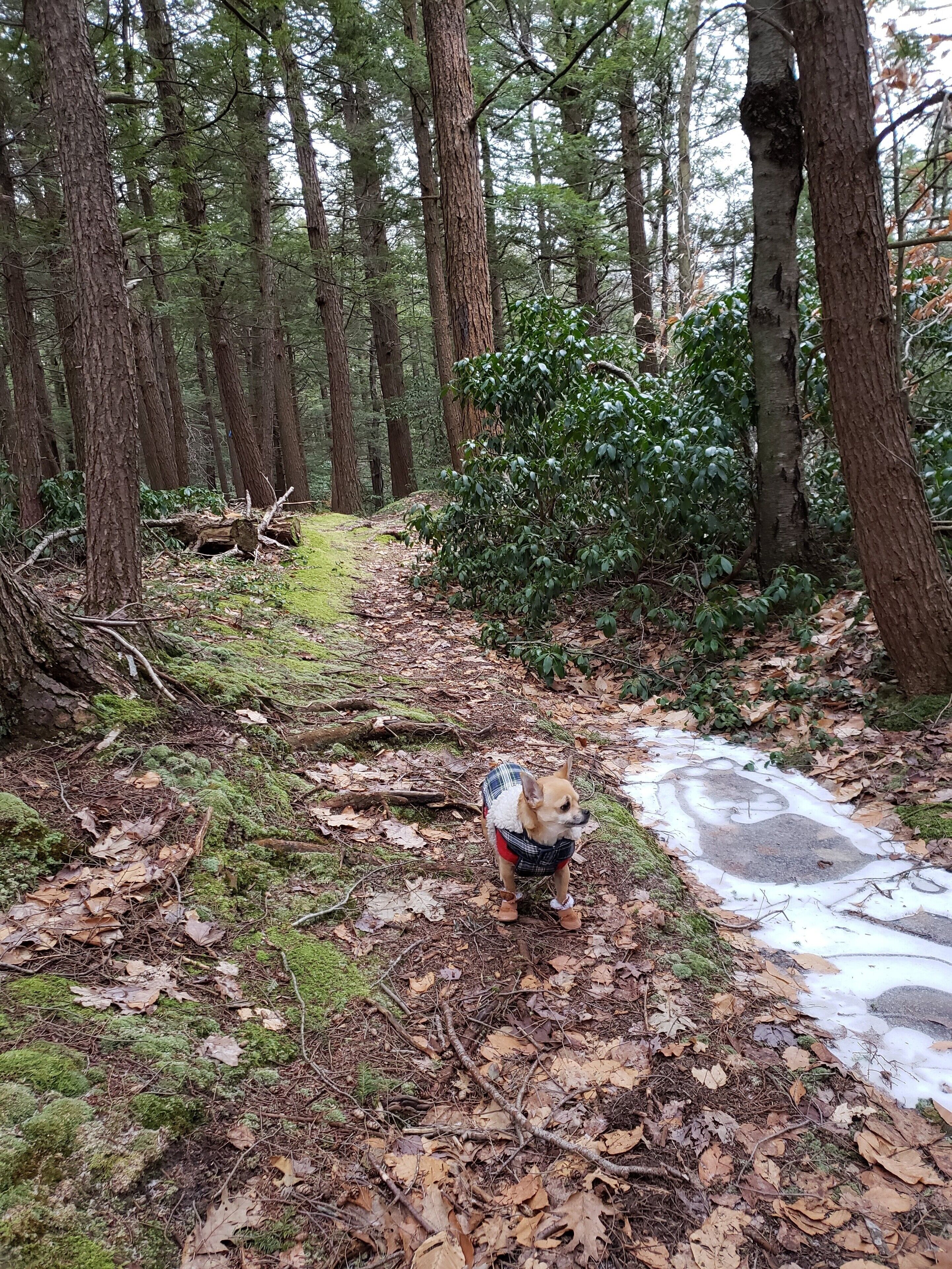 Newman Marsh Trail near Mica Mine trail 