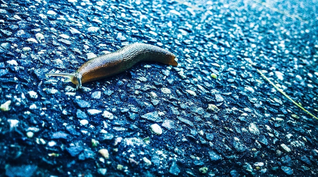 Made a little friend while walking the rail trail!