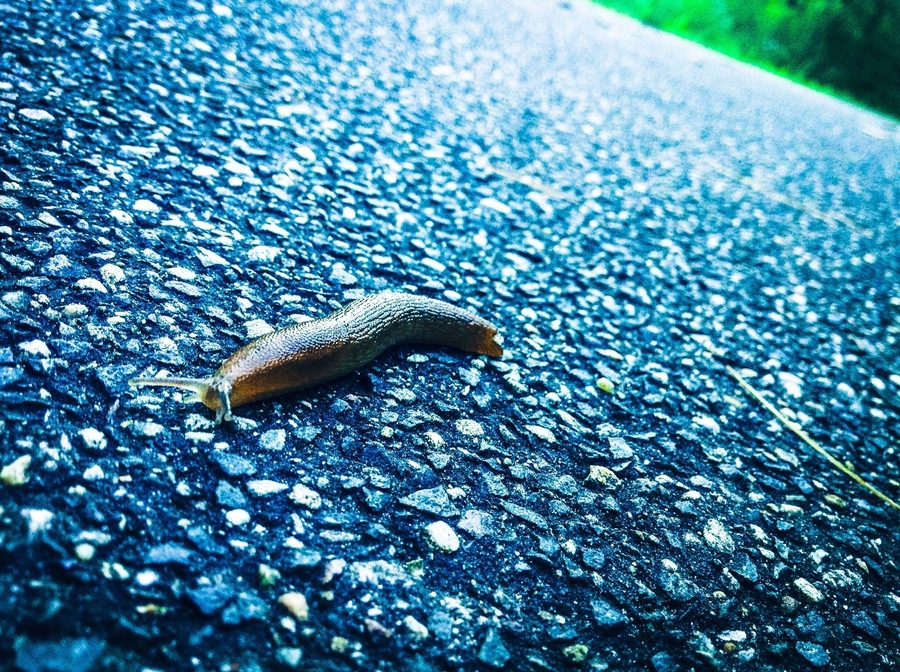 Made a little friend while walking the rail trail!