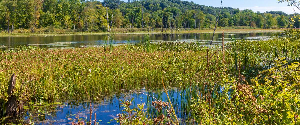 A lake surrounded by lush greenery and trees.