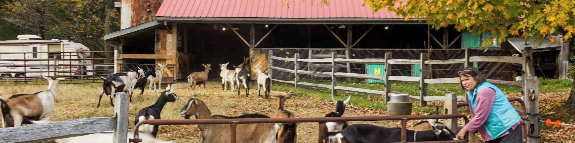 A farm with a red barn, goats, and a person near the fence.
