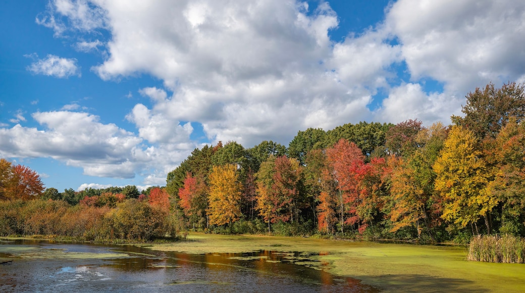 サウサンプトン