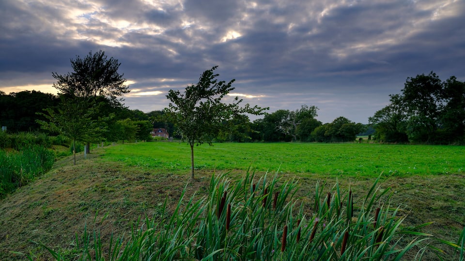 Cloudy overcast summer evening light over the bullrushes and trees near South Boarhunt Mill, Hampshire, UK