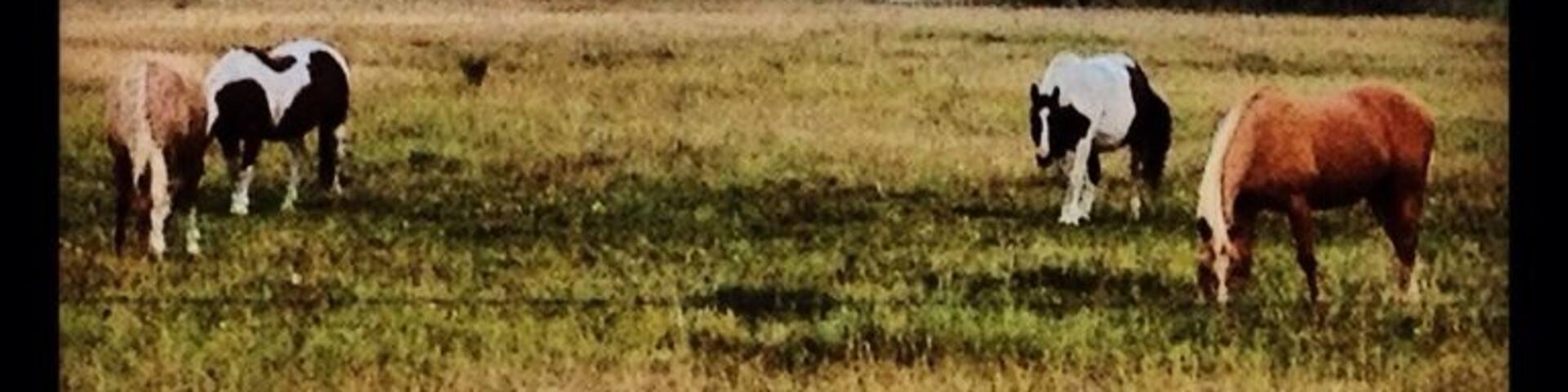 Fav pic of the day <3
Grand Tetons (jagged mountains) in background.
#GrandTetons #bestof5