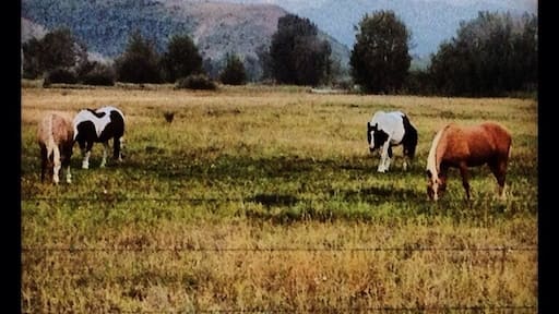Fav pic of the day <3
Grand Tetons (jagged mountains) in background.
#GrandTetons #bestof5