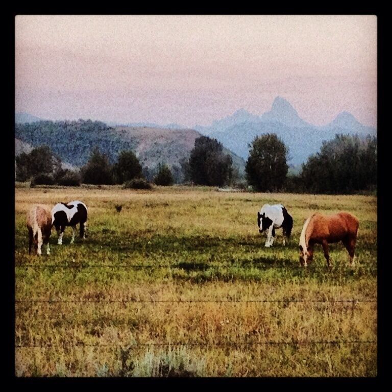 A field with horses grazing, a fence, and mountains in the background.