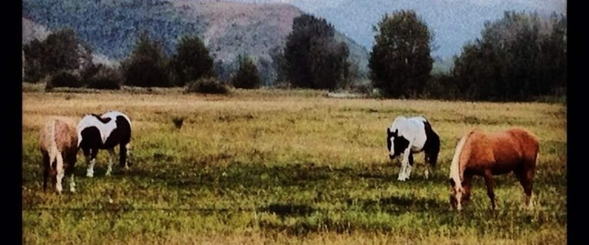 A field with horses grazing, a fence, and mountains in the background.